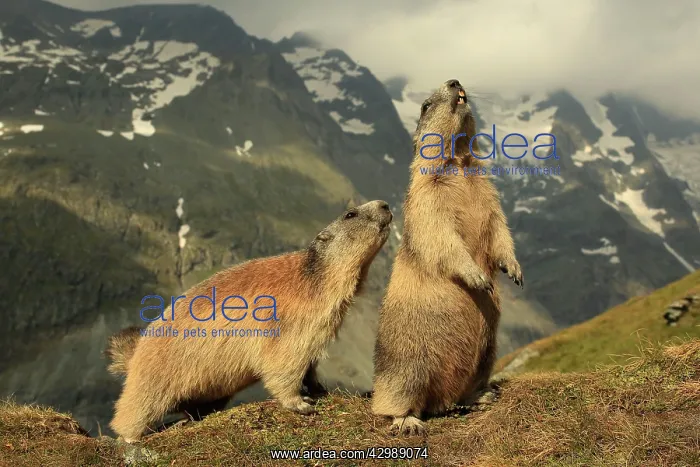 : European Marmot : European Marmot