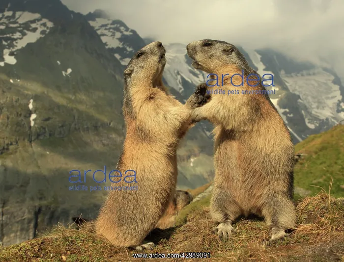 : European Marmot : European Marmot
