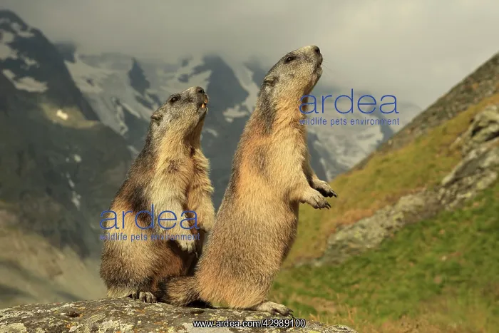  : European Marmot