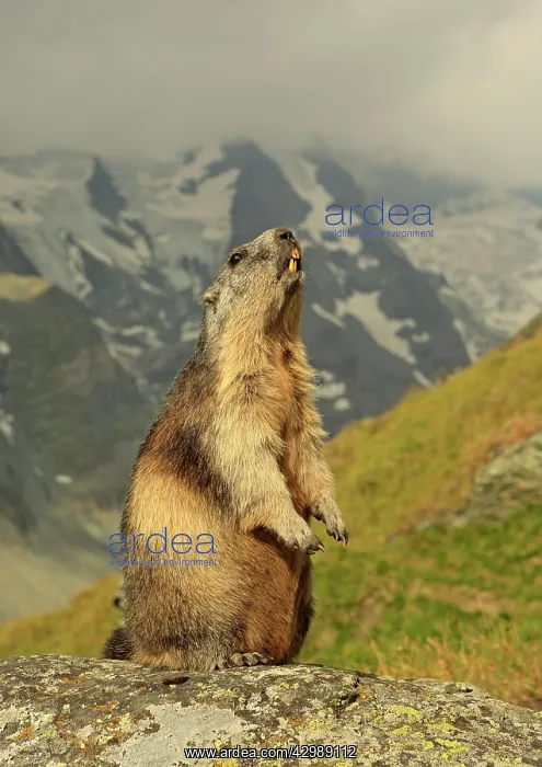 : European Marmot : European Marmot
