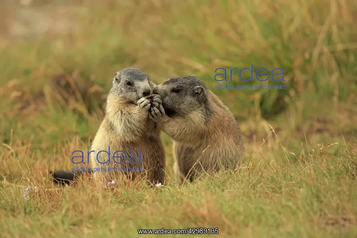 : European Marmot : European Marmot