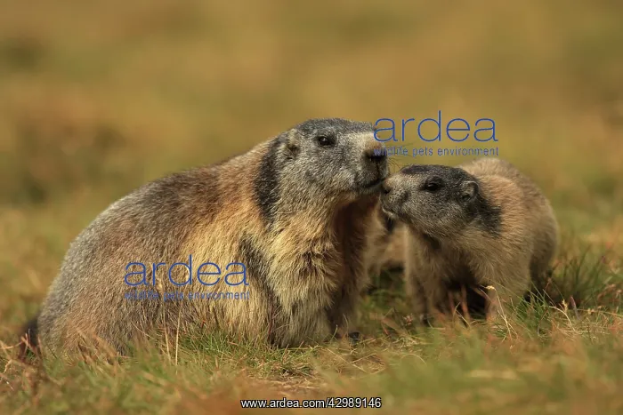 : European Marmot : European Marmot