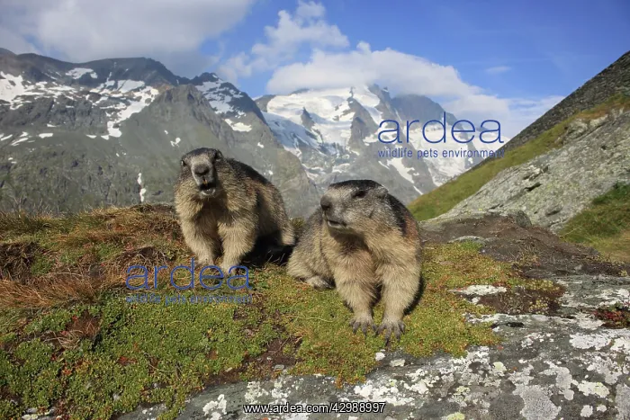 : European Marmots : European Marmots