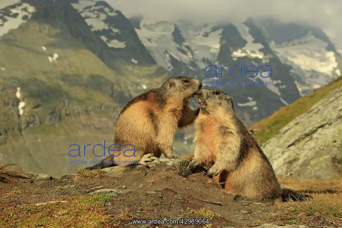 : European Marmots : European Marmots