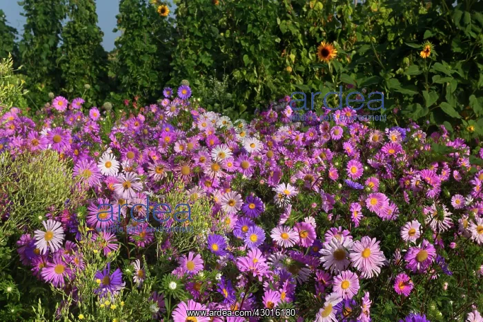 : European Michaelmas Daisies farmhouse garden : European Michaelmas Daisies farmhouse garden
