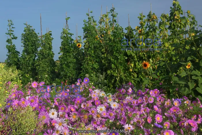 : European Michaelmas Daisies farmhouse garden : European Michaelmas Daisies farmhouse garden