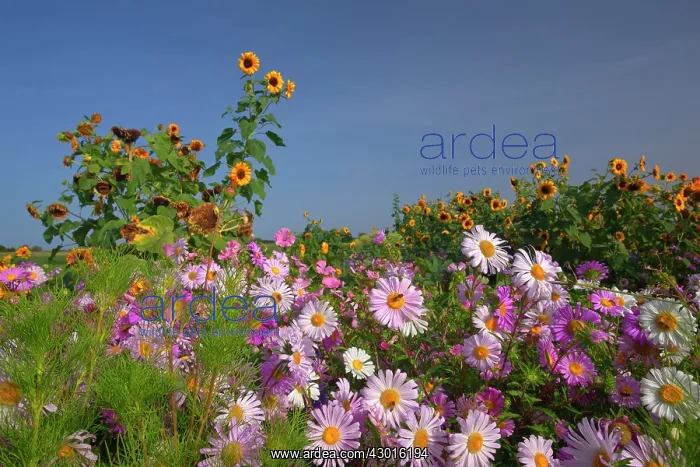  : European Michaelmas Daisies farmhouse garden