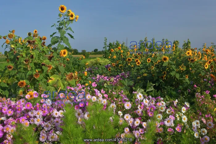 : European Michaelmas Daisies farmhouse garden : European Michaelmas Daisies farmhouse garden