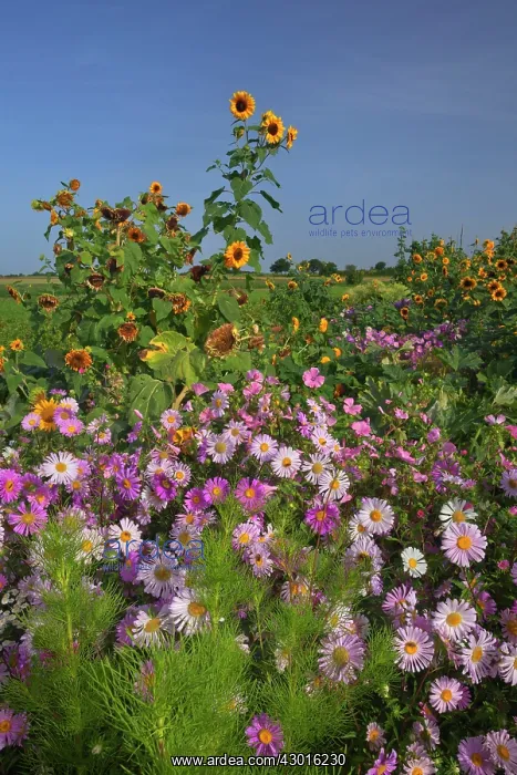 : European Michaelmas Daisies farmhouse garden : European Michaelmas Daisies farmhouse garden