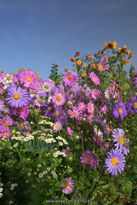  : European Michaelmas Daisies farmhouse garden