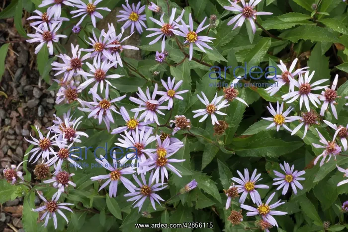 : European michaelmas daisy : European michaelmas daisy