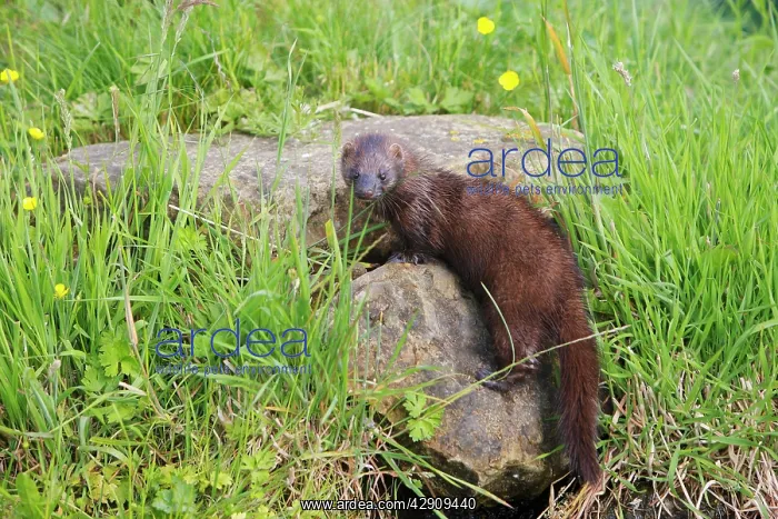  : European Mink