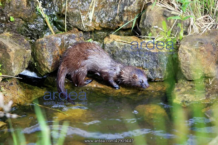  : European Mink