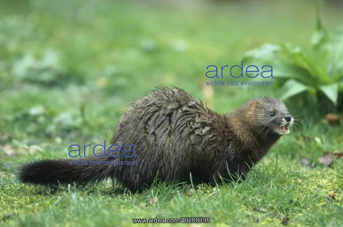 : European Mink - adult - Germany : European Mink - adult - Germany
