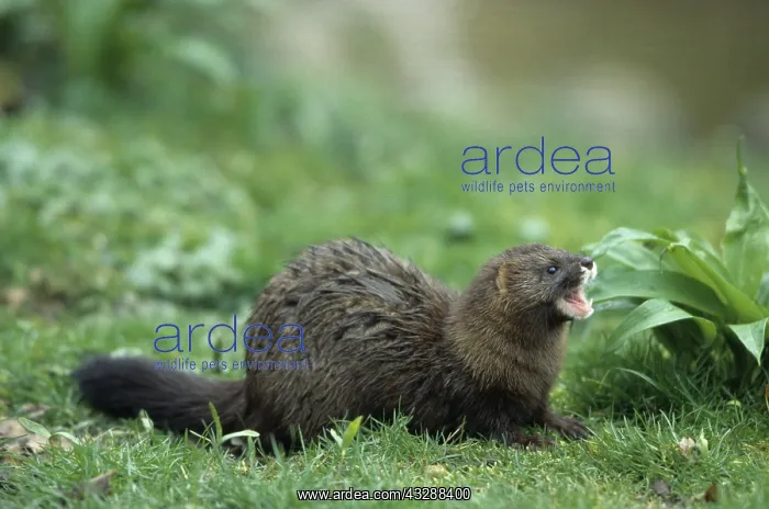 : European Mink - adult - Germany : European Mink - adult - Germany