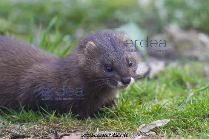 : European Mink - adult - Germany : European Mink - adult - Germany