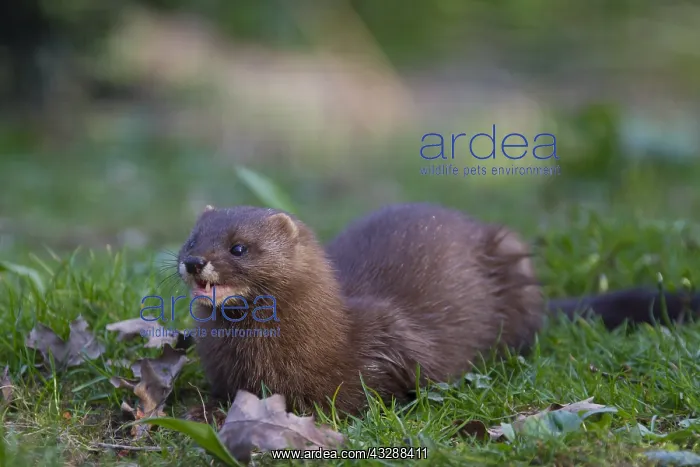 : European Mink - adult - Germany : European Mink - adult - Germany