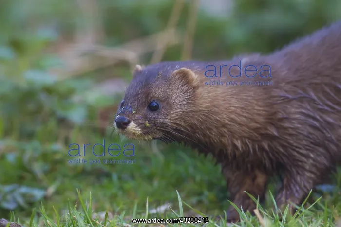 : European Mink - adult - Germany : European Mink - adult - Germany