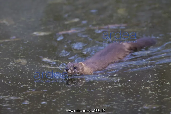 : European Mink - adult swimming - Germany : European Mink - adult swimming - Germany
