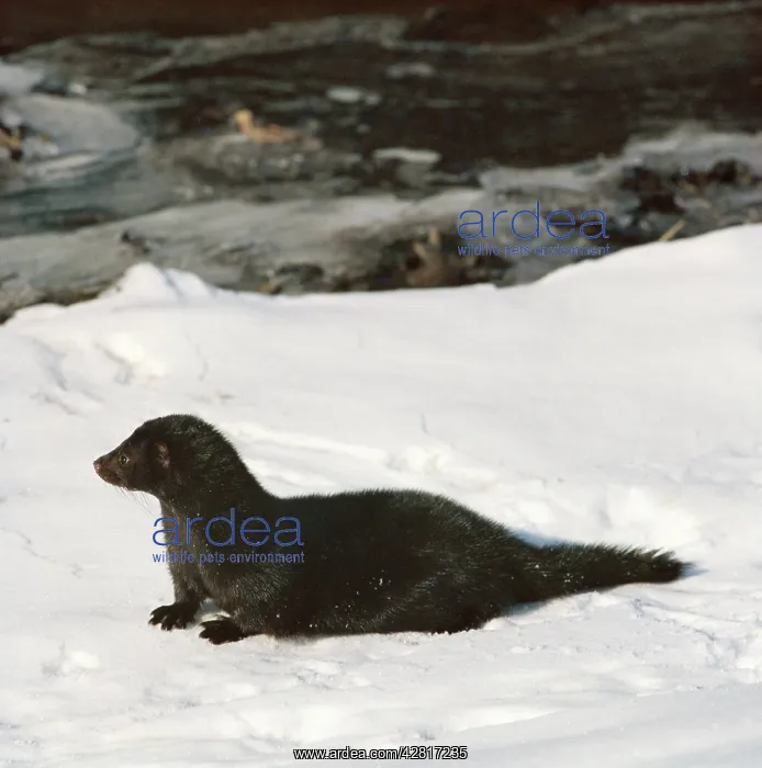 : European Mink - in snow : European Mink - in snow