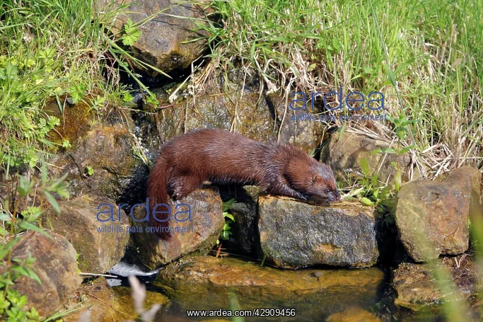: European Mink - by water : European Mink - by water