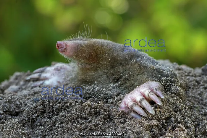 : European Mole : European Mole
