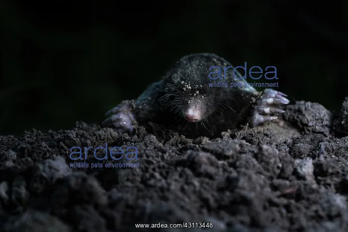 : European Mole : European Mole