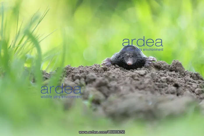 : European Mole : European Mole