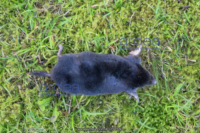 : European Mole : European Mole