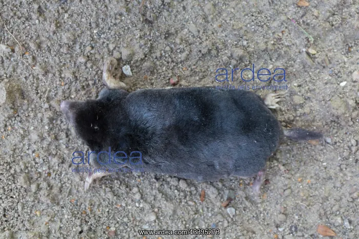 : European Mole : European Mole