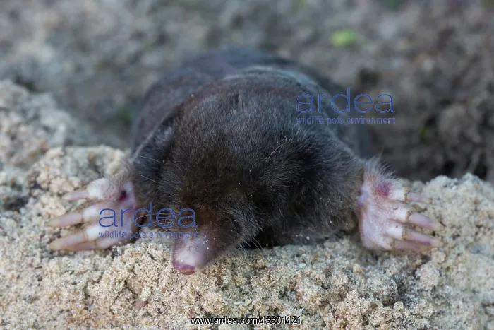 : European Mole - adult mole - Germany : European Mole - adult mole - Germany