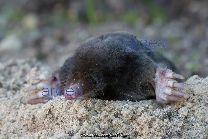 : European Mole - adult mole - Germany : European Mole - adult mole - Germany