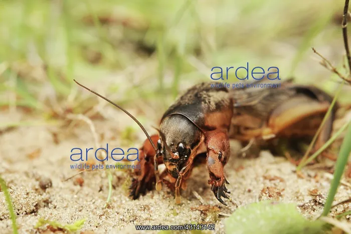 : European Mole Cricket : European Mole Cricket