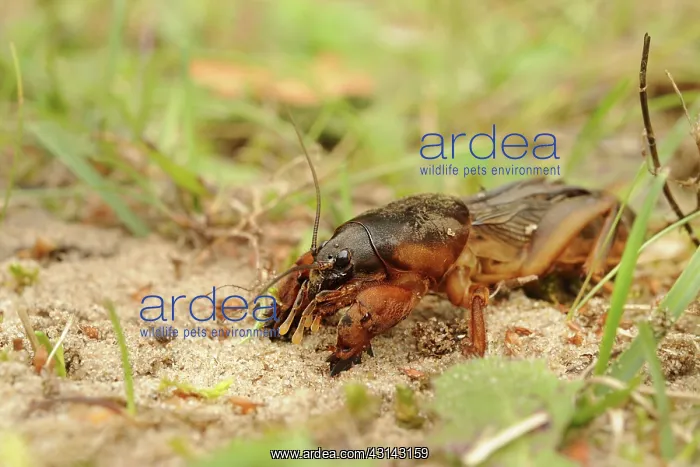 : European Mole Cricket : European Mole Cricket