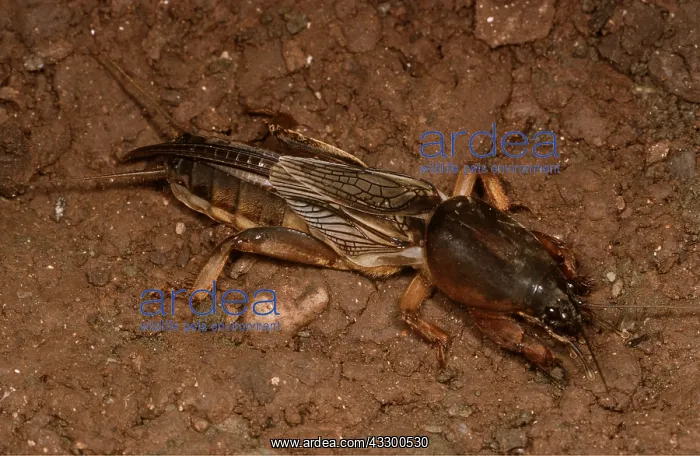  : European MOLE CRICKET