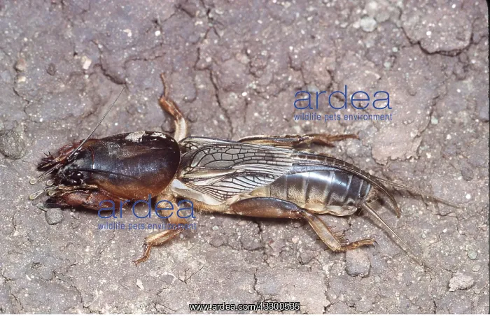  : EUROPEAN MOLE CRICKET