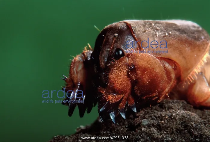 : European MOLE CRICKET - close-up of head : European MOLE CRICKET - close-up of head