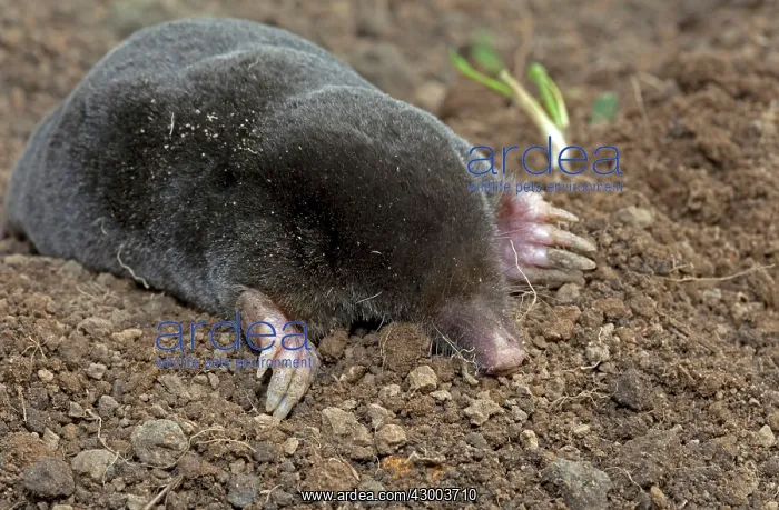 : European Mole emerging from molehill : European Mole emerging from molehill