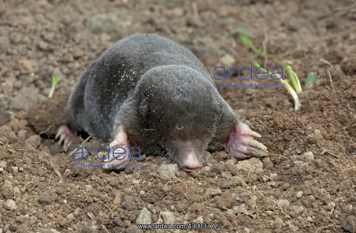  : European Mole emerging from molehill
