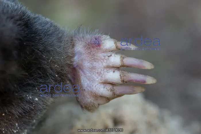  : European Mole - paw - Germany