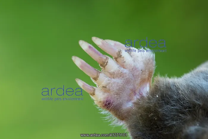 : European Mole - paw - Germany : European Mole - paw - Germany