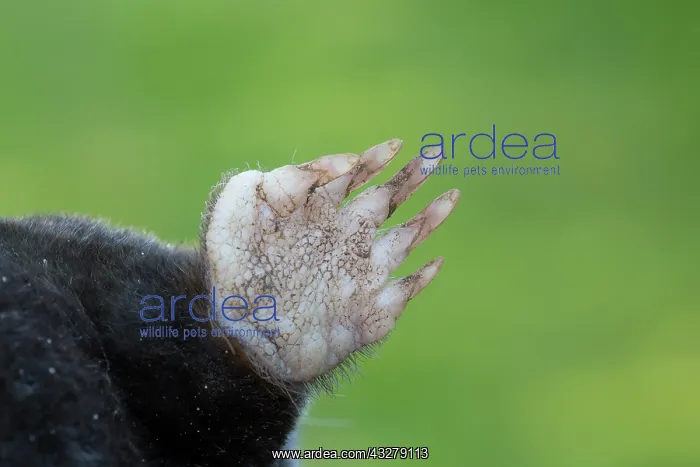  : European Mole - paw - Germany