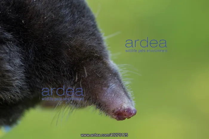 : European Mole - portrait - Germany : European Mole - portrait - Germany