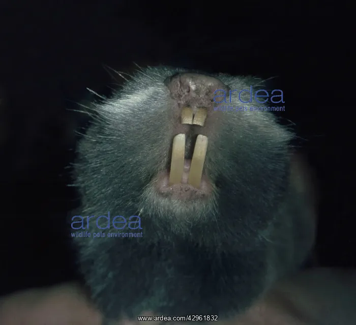 : European Mole Rat, eastern and southern Europe : European Mole Rat, eastern and southern Europe