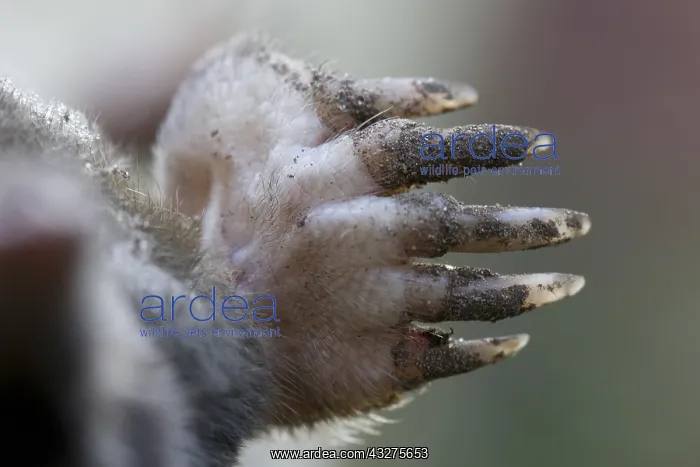 : European Mole (Talpa europaea) close up of paw : European Mole (Talpa europaea) close up of paw
