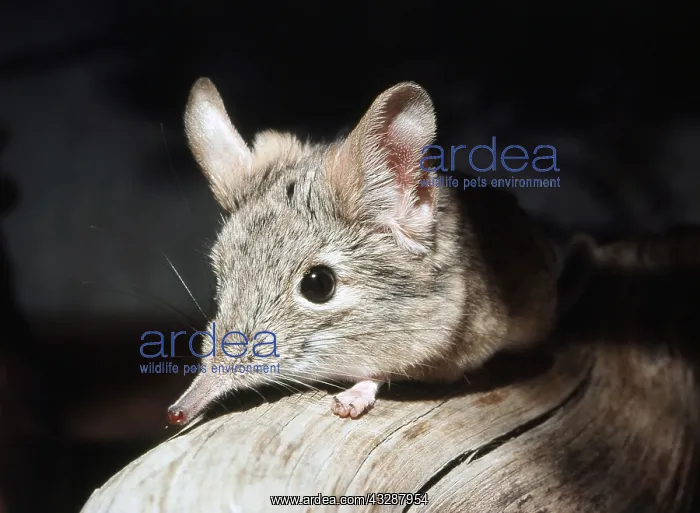 : European mole (Talpa europaea) emerging from molehill : European mole (Talpa europaea) emerging from molehill