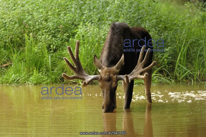 : European Moose - bull drinking water : European Moose - bull drinking water