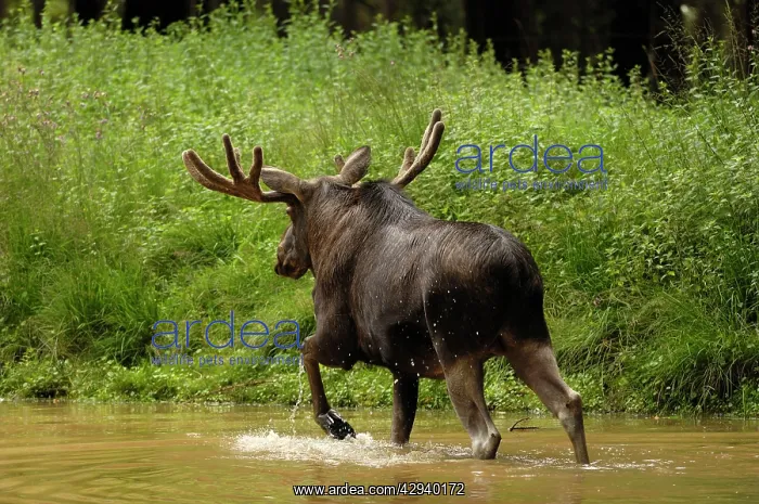  : European Moose - bull wading in water
