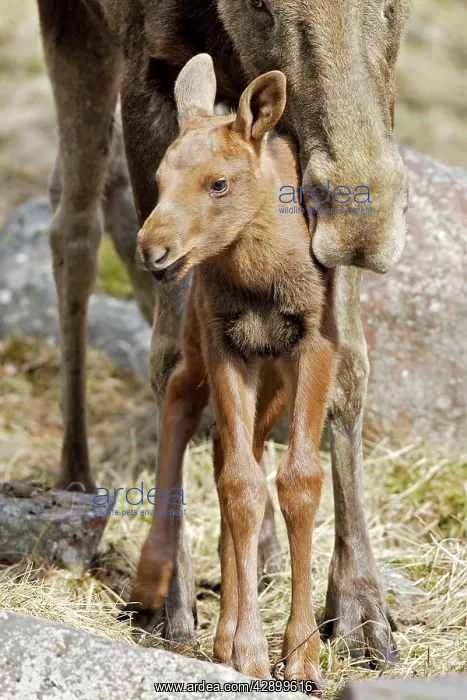 : European Moose / Elk - mother with 15 day old calf : European Moose / Elk - mother with 15 day old calf