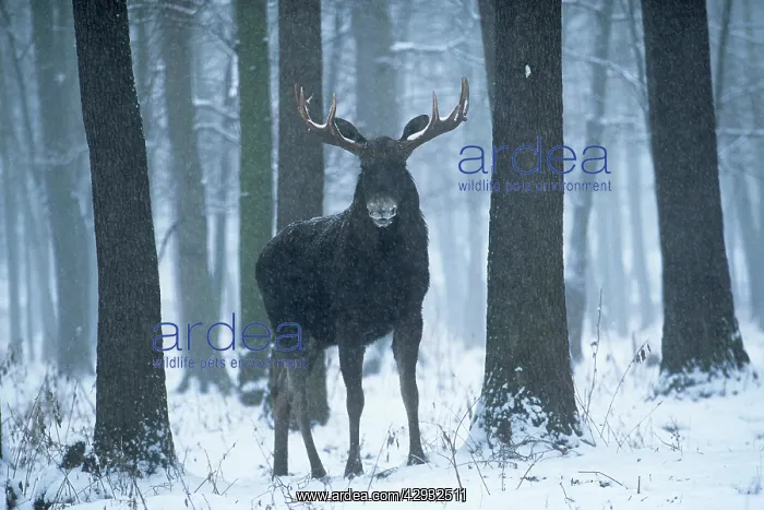 : European MOOSE / Elk - in snow : European MOOSE / Elk - in snow